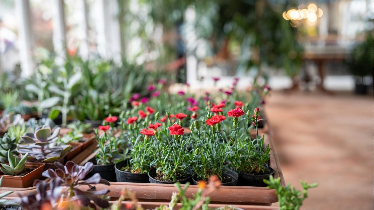 Garden Nursery Near Me
