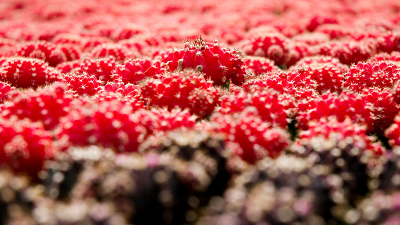 garden nurseries near me