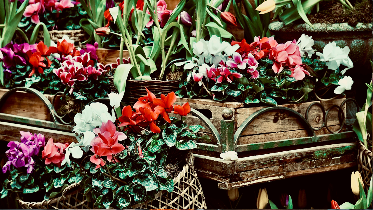 nursery garden center near me