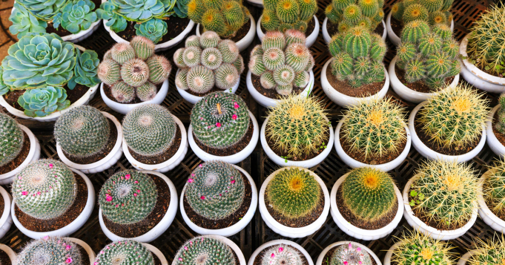 garden nurseries near me