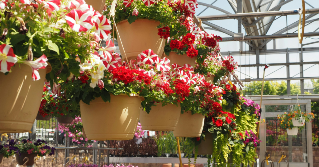 %Focus keyword% garden pots and hanging baskets