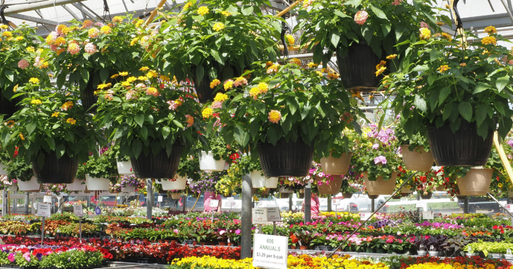 %Focus keyword% garden pots and hanging baskets