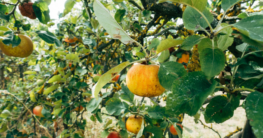candy apple recipe grow a garden