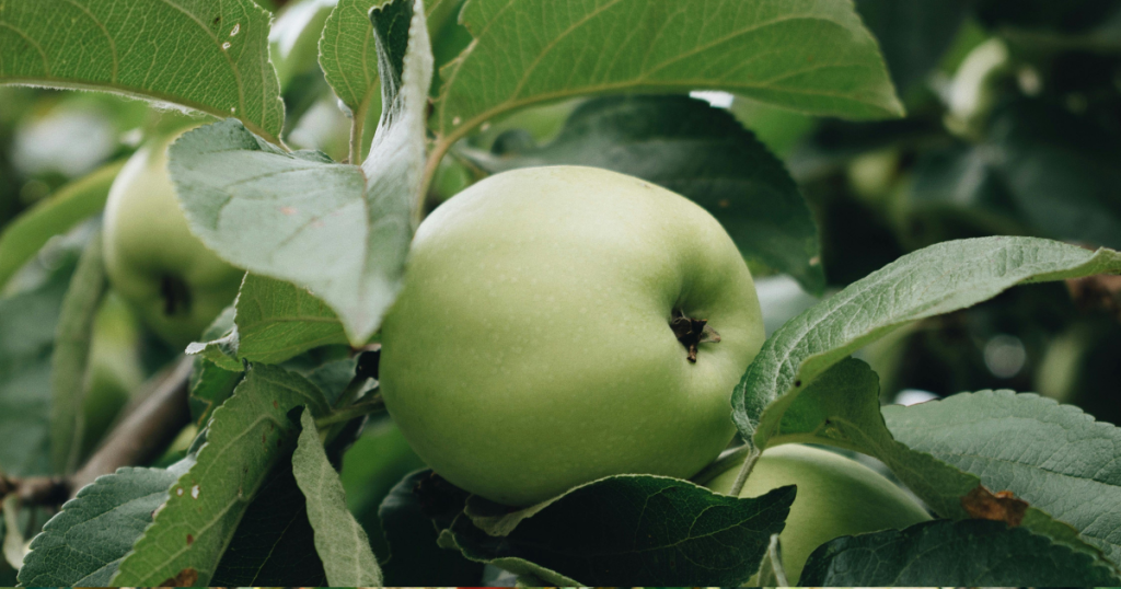 candy apple recipe grow a garden