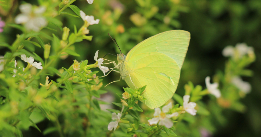 hodgson burnett secret garden