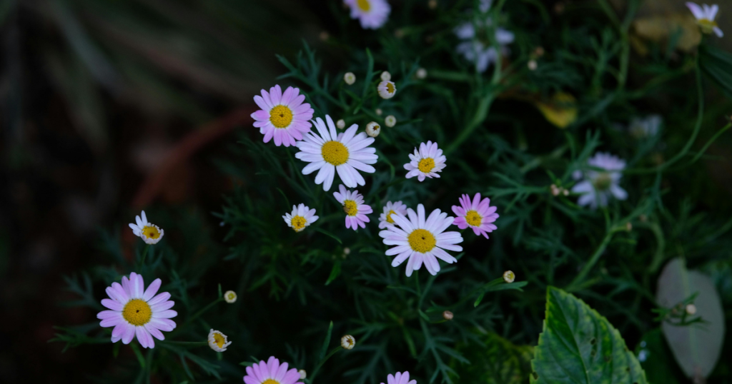 hodgson burnett secret garden