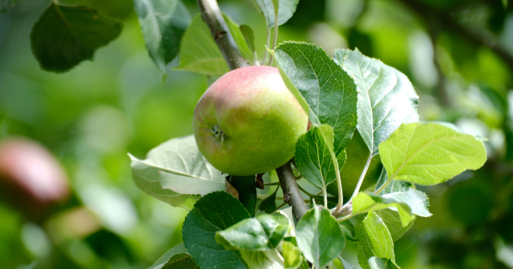 fairy targeter grow a garden