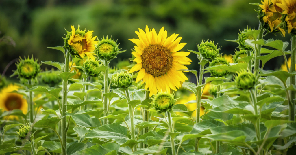 the secret garden frances hodgson